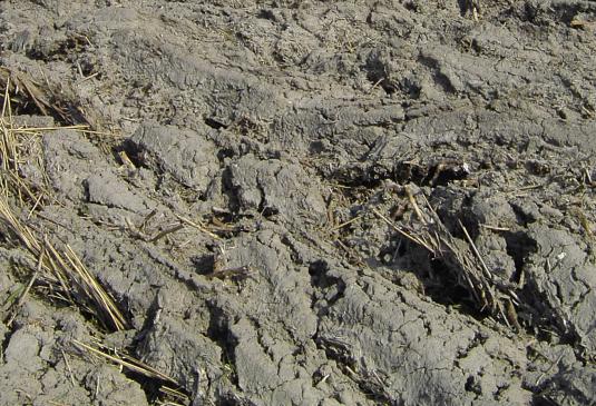 Check: Soil quality without and with S92