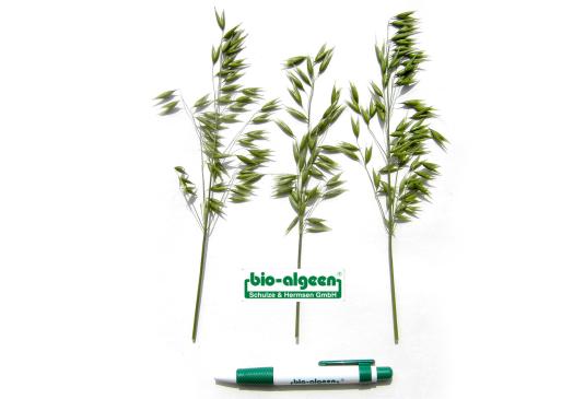 Check: Oats witout and with S92