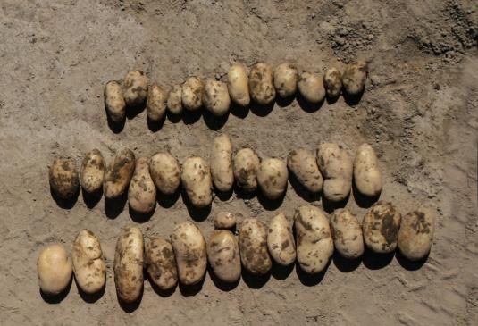 Vergleich: Kartoffeln ohne und mit »bio-algeen«