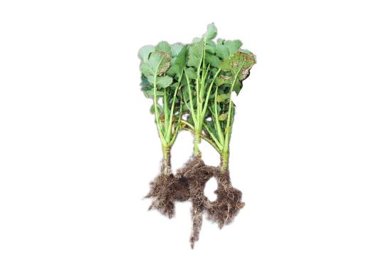 Vergleich: Raps ohne und mit »bio-algeen«