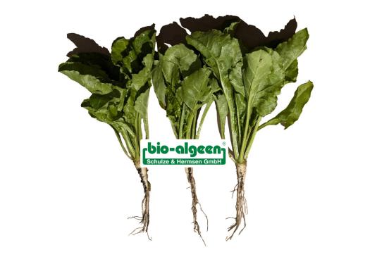 Check: Sugar beets without and with S92