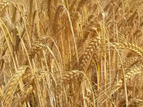 Zweizeilige Wintergerste